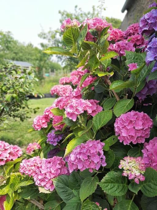 Gite De La Paludiere Assérac エクステリア 写真